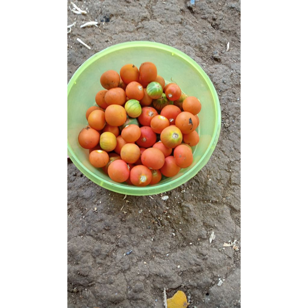 

terong.pari.per20.biji