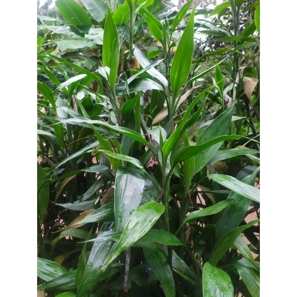 

Kole / Bambu hoki/ Bambu keberuntungan 1 Kg