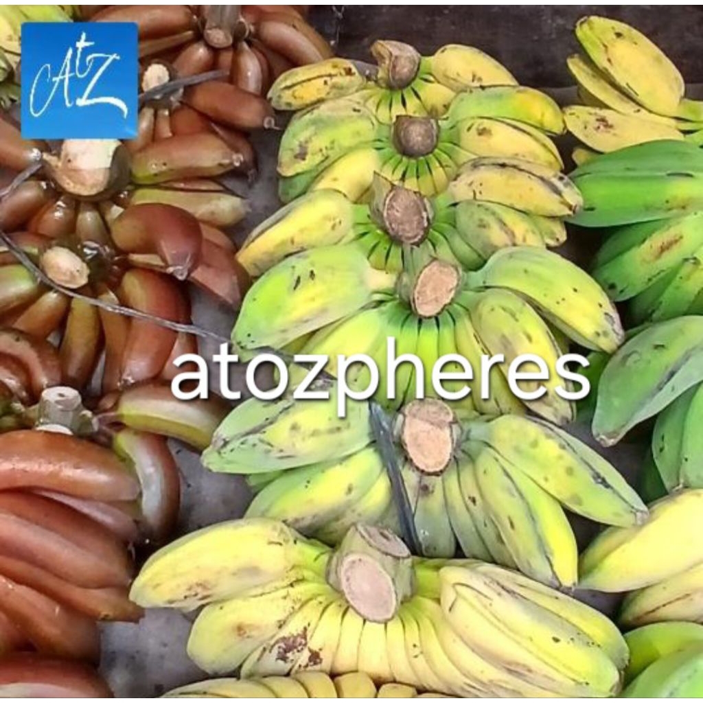 

Aneka buah pisang awak merah susu kepok kuning berangan barangan raja mas emas ambon tanduk lilin banten