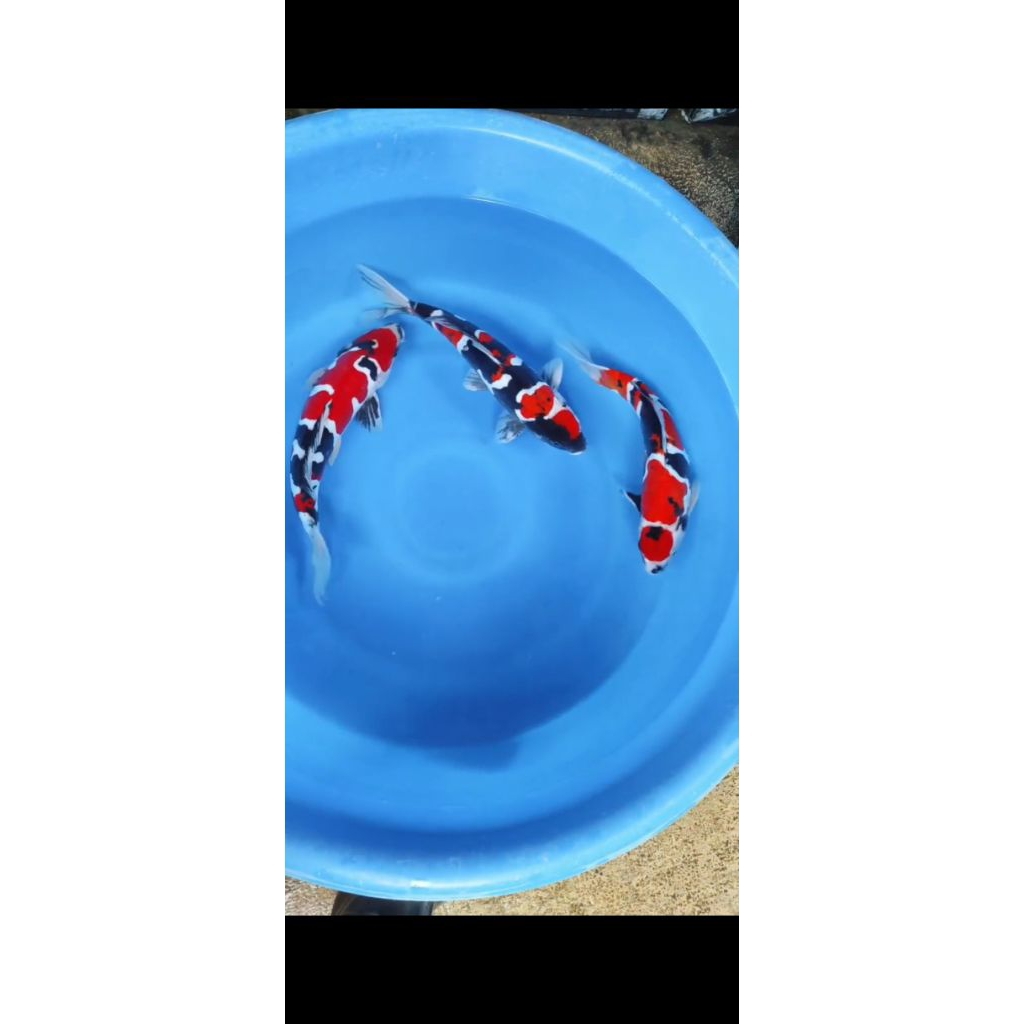 ikan koi showa naruto size 36-40cm paket 3 ekor