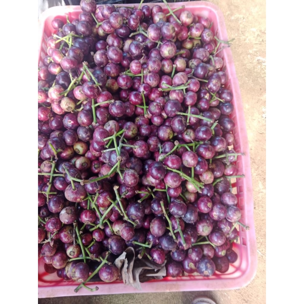 

Buah kupa. Buah gowok. anggur kampung.