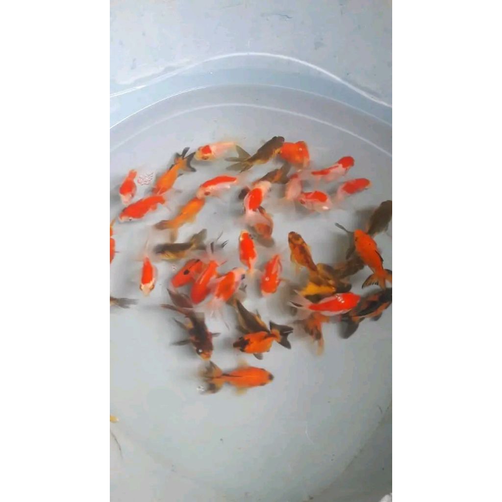 koki_oranda