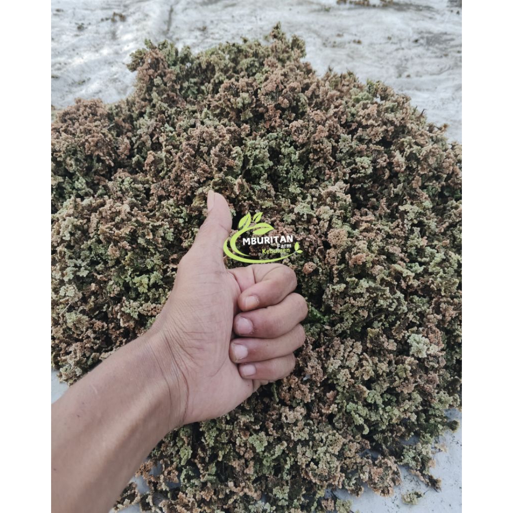 

Azzolla Kering Spora Azzola Mycropylla 100gr Kualitas Terbaik