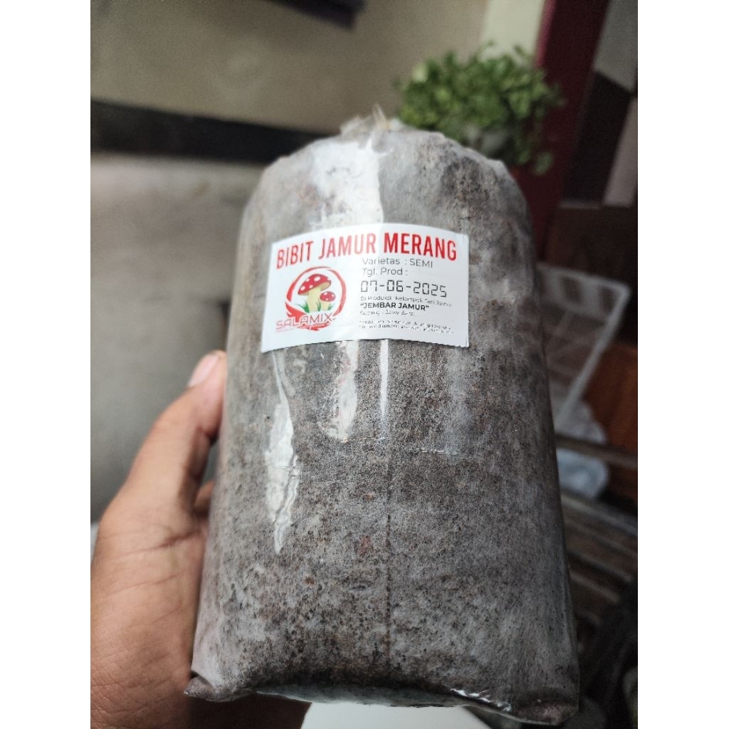 BibitJamurMerang