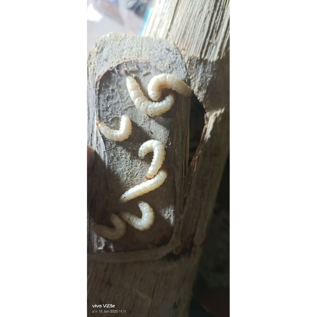 ulat bambu cangkilung isi 20 termurah ya di shopee