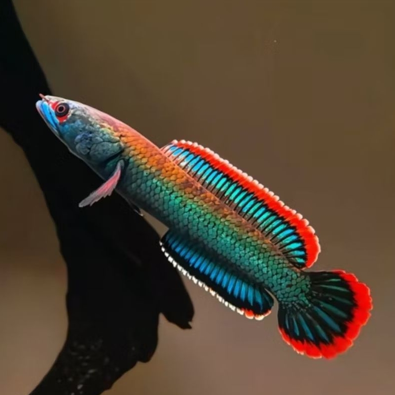 Limbata Fire and Ice 3-5 CM mewah by Rd.fished