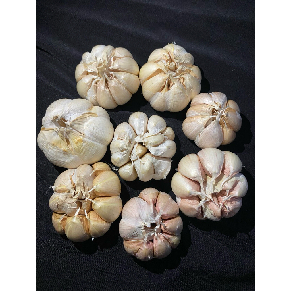 

BAWANG PUTIH SINCO berat 1kg