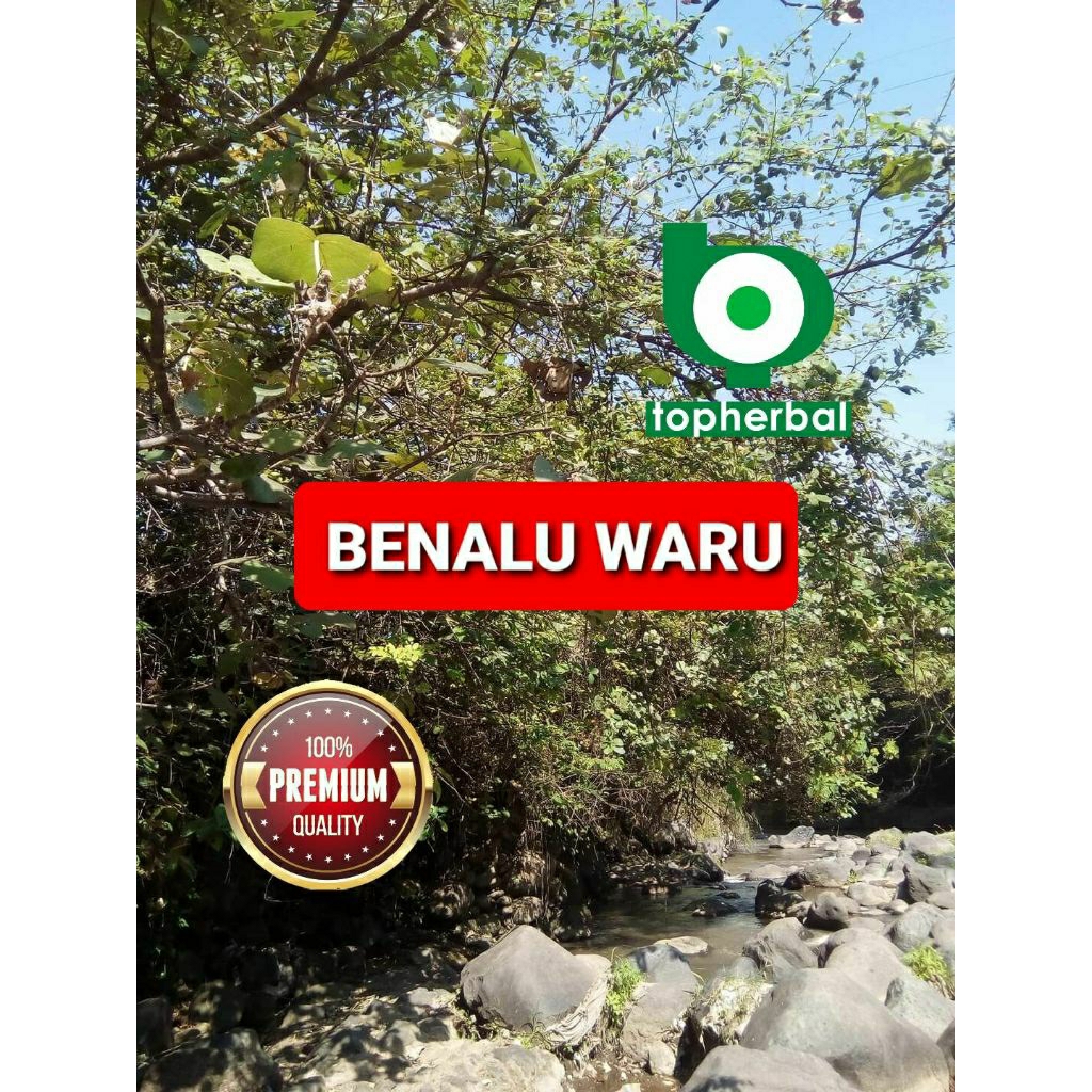

Daun benalu waru kering hijau grade A+ 1/2kg/500gram