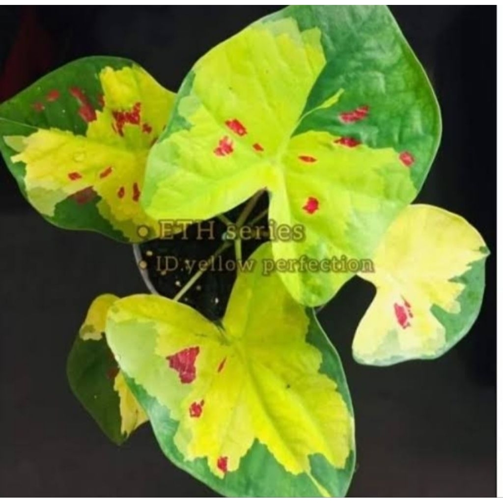 caladium yellow perpectiom