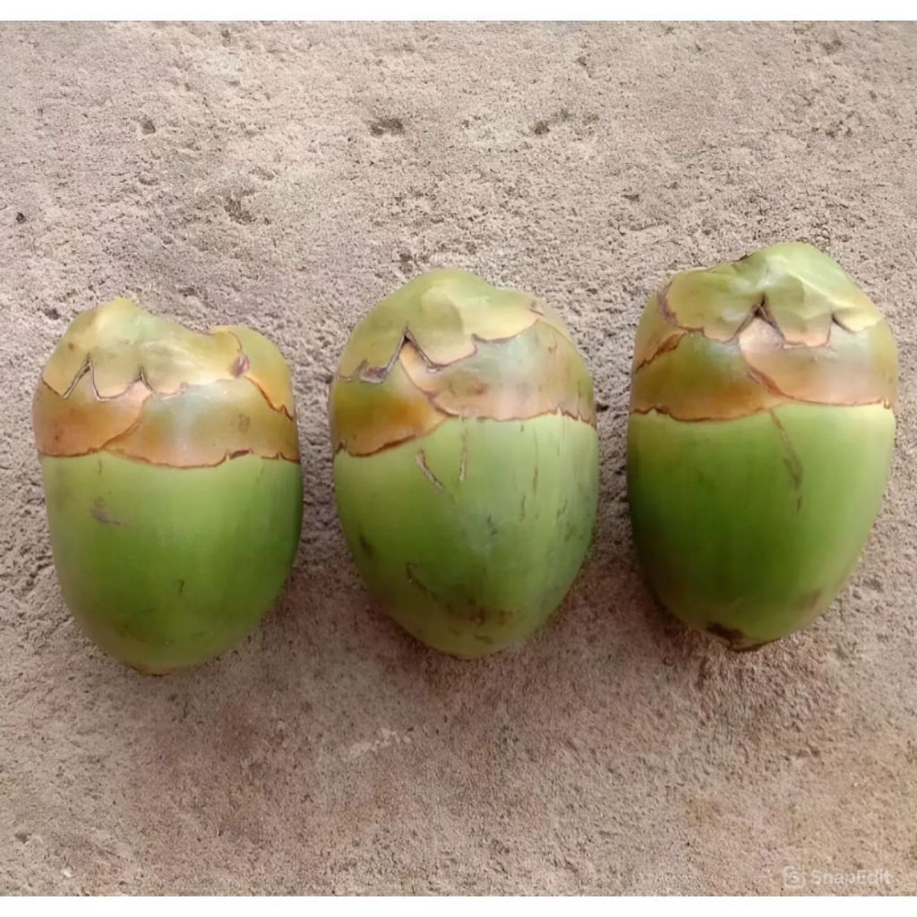 

BELULUK MINI KELAPA MUDA PENTIL KELAPA 1 BUAH