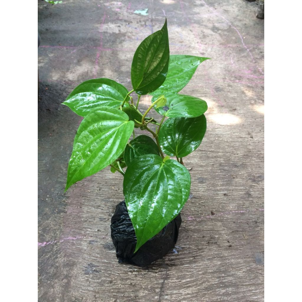 benih bibit tanaman sirih merah