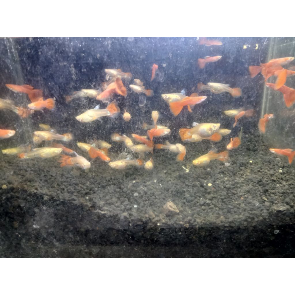 Guppy albino full red / Guppy AFR sepasang
