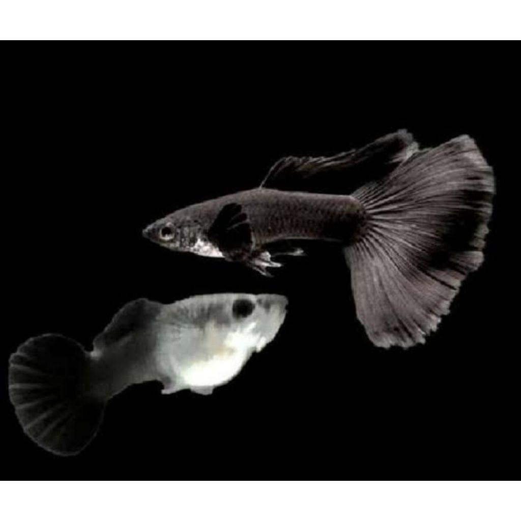 guppy Black moscow sepasang
