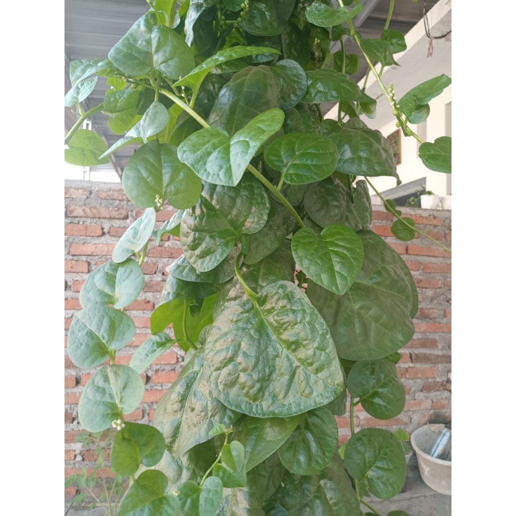 

Daun Binahong Hijau Batang Hijau Segar