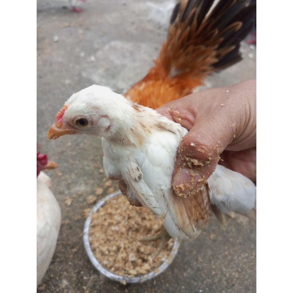 

ayam Serama usia 2 Bualan lebih