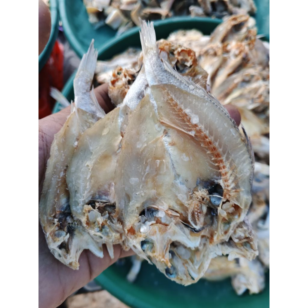 

Gulama Belah Semi tawar