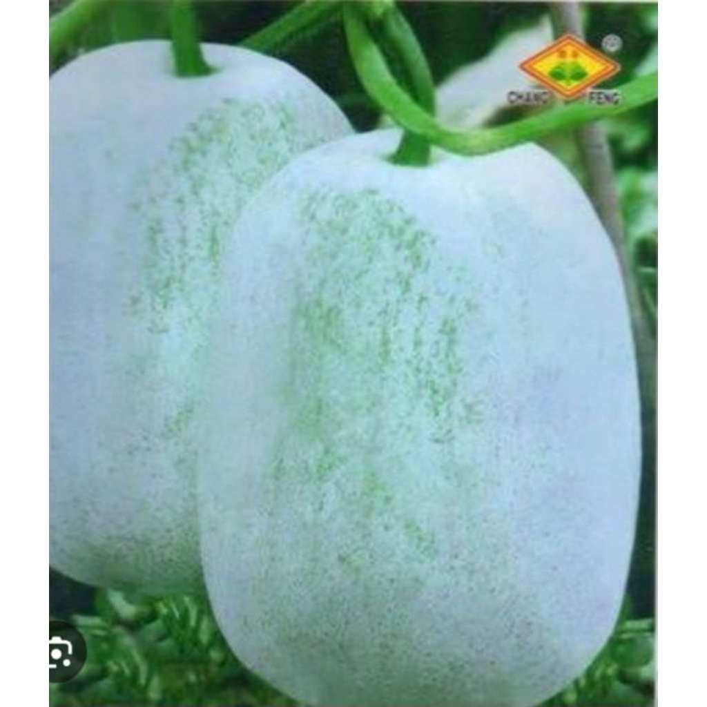 

LABU TANGWE KUPAS BERSIH 500 GR