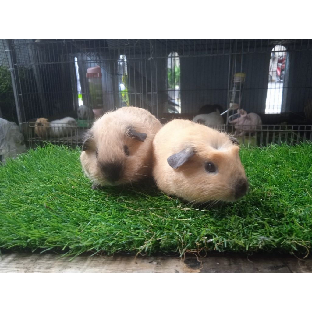Nota pembelian  luar kota Guinea Pig California