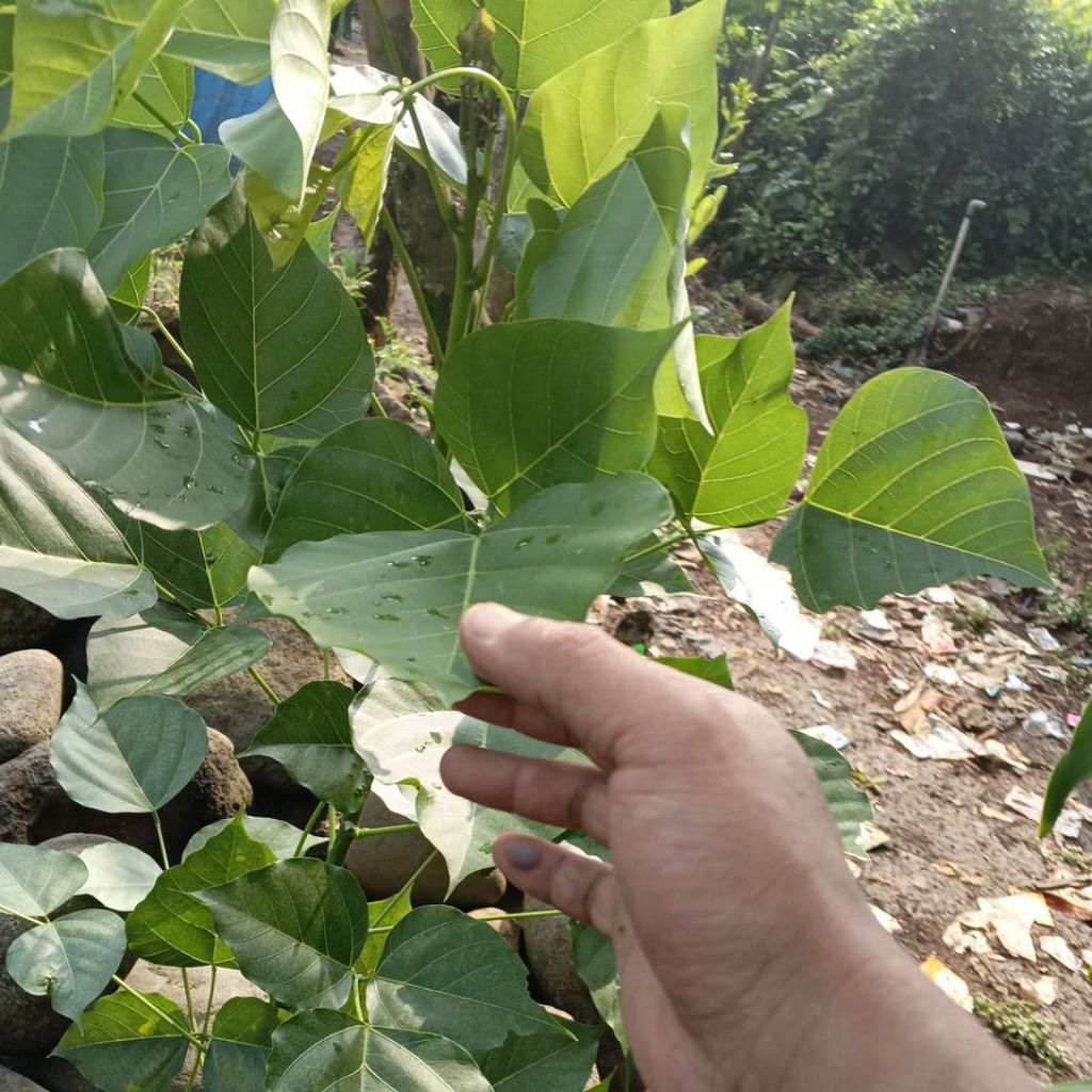 

daun Dadap Ter baik 100 lembar fresh