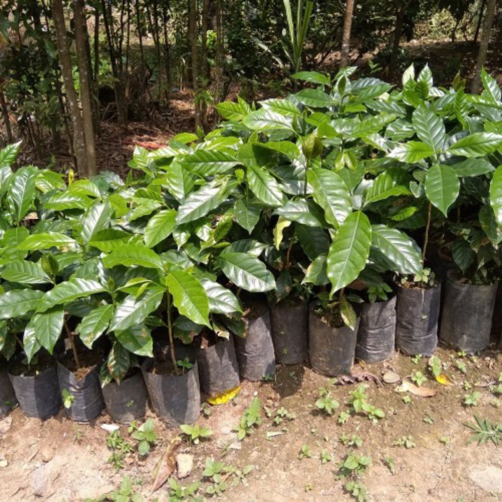 Bibit benih kopi robusta unggul siap