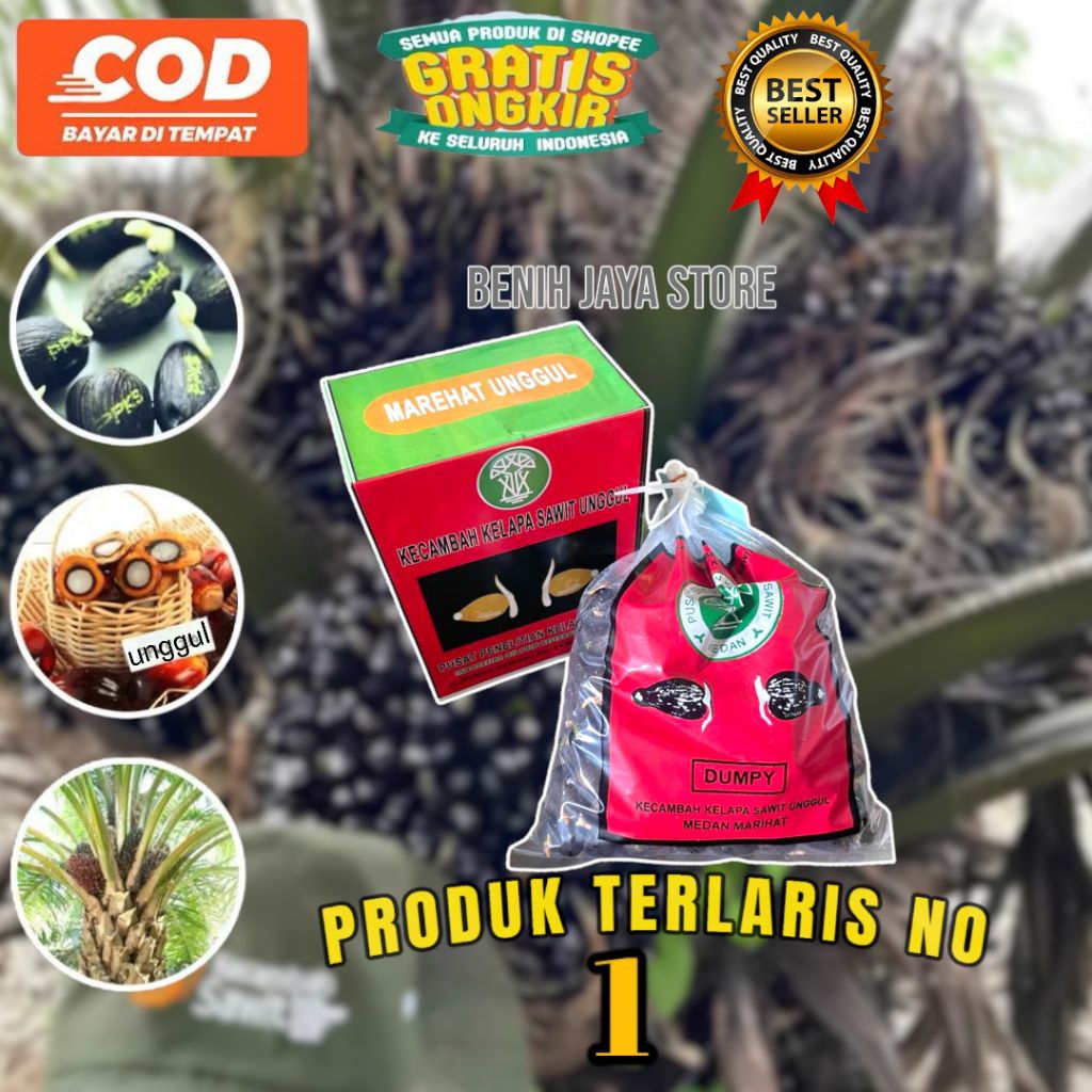 KECAMBAH SAWIT PPKS ORIGINAL DAPAT SERTIFIKAT