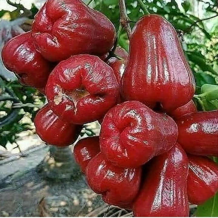Bibit Jambu Air Merah