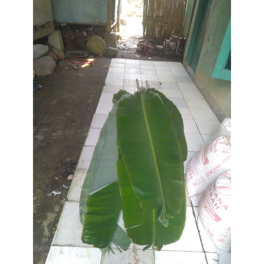 

daun pisang/daun cau segar satu helay fres