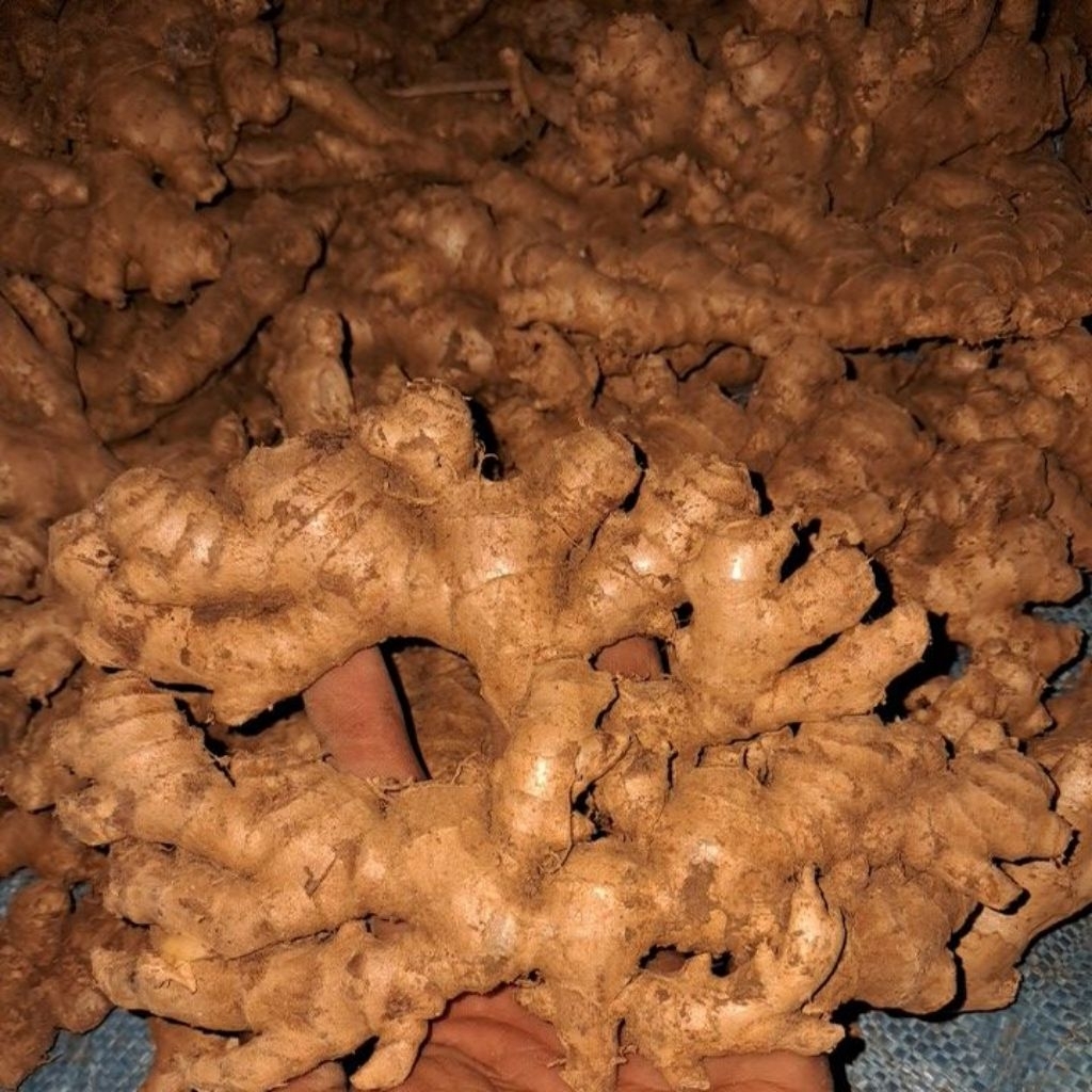 

PROMO JAHE EMPRIT PARIS BELUM DI CUCI 1KG