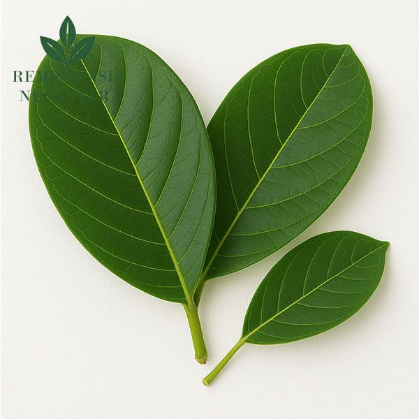 

DAUN NANGKA SEGAR 100LEMBAR SEGAR OBAT HERBAL OBAT TRADISIONAL OBAT ALAMI DIPETIK LANGSUNG SAAT ORDERAN MASUK