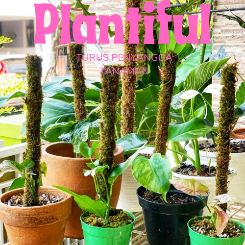 Turus Lumut Pipa 150cm Penyangga Tanaman