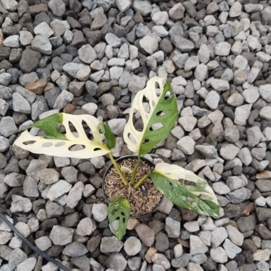 janbol varigata jepang