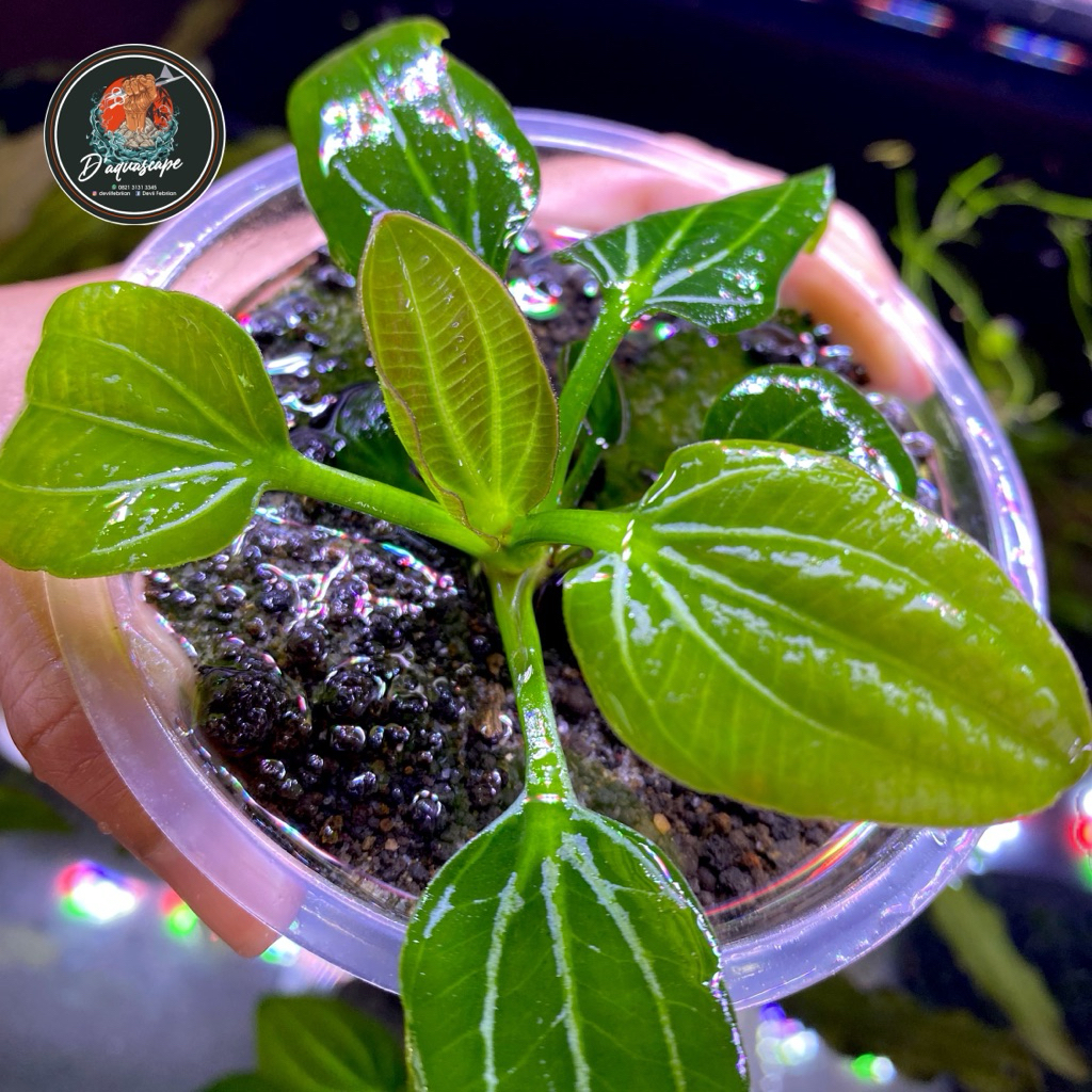 Echinodorus Iguazu 2009 Tanaman Aquascape