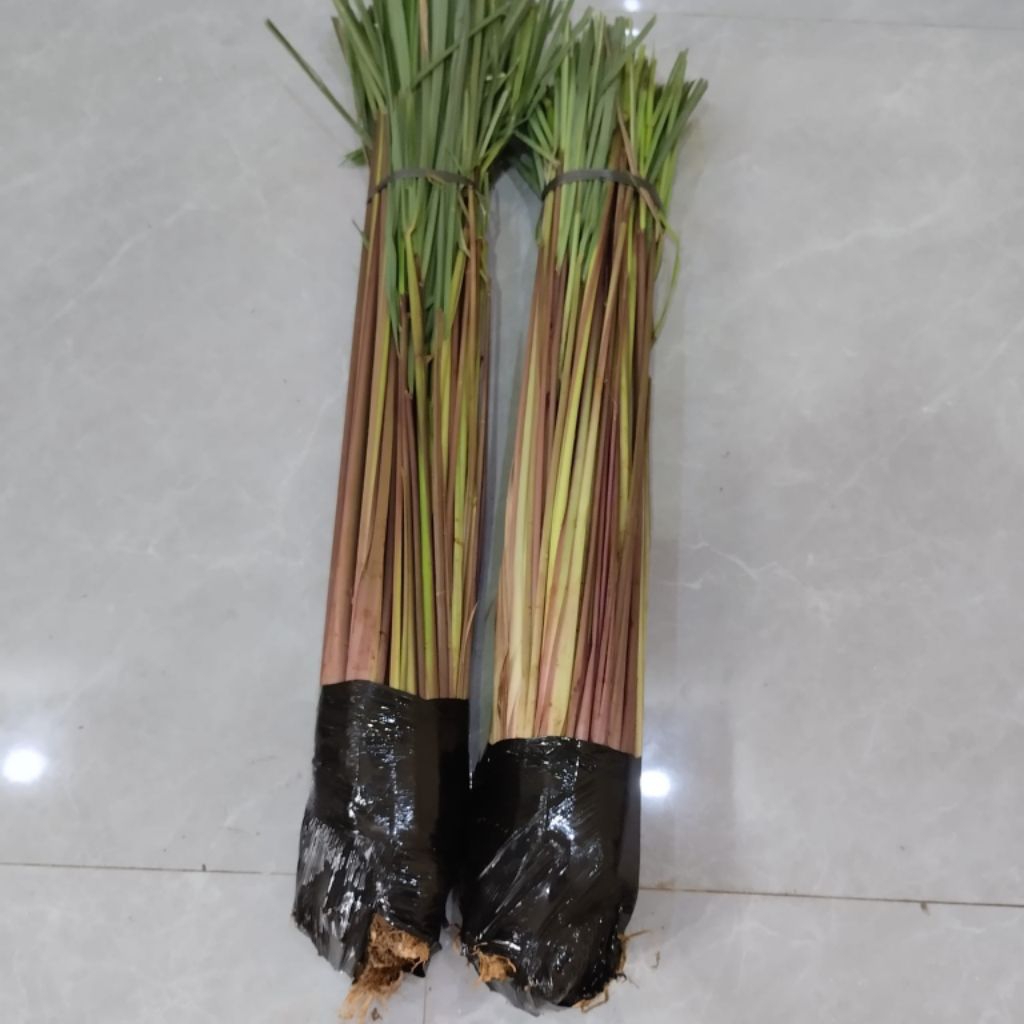 

Pohon Sereh Merah 1kg