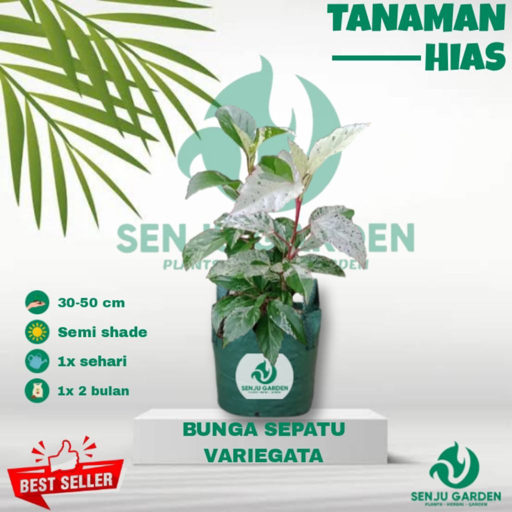 Tanaman hias kembang sepatu variegata/ bunga sepatu variegata siap tanam