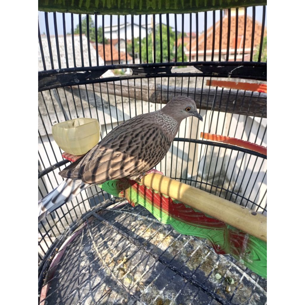 tekukur leopard kuk2 dewasa