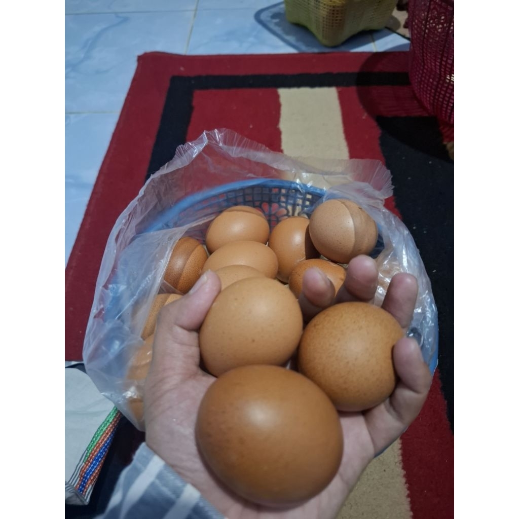 

Telur ayam 1kg