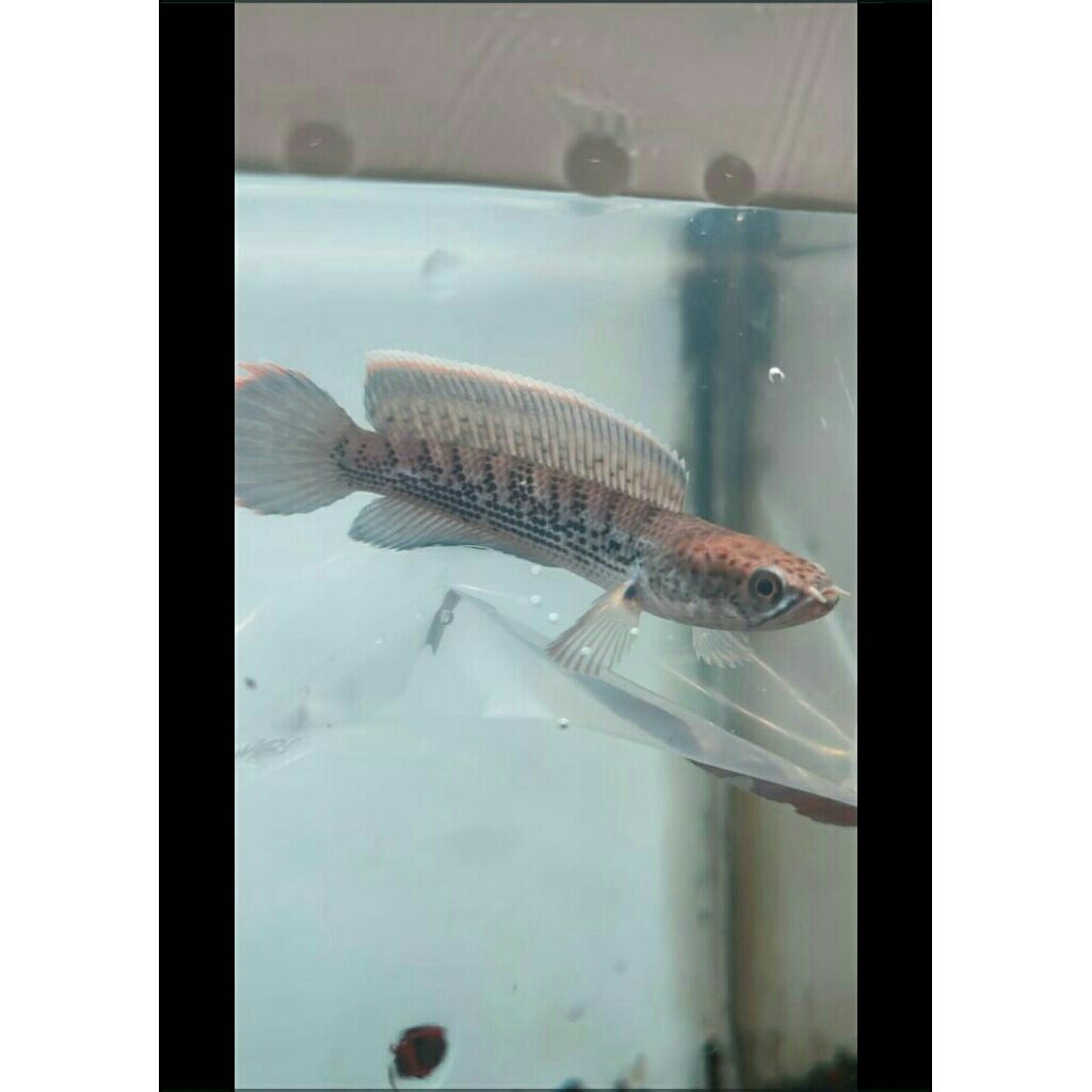 setike,stwarti.gondrung