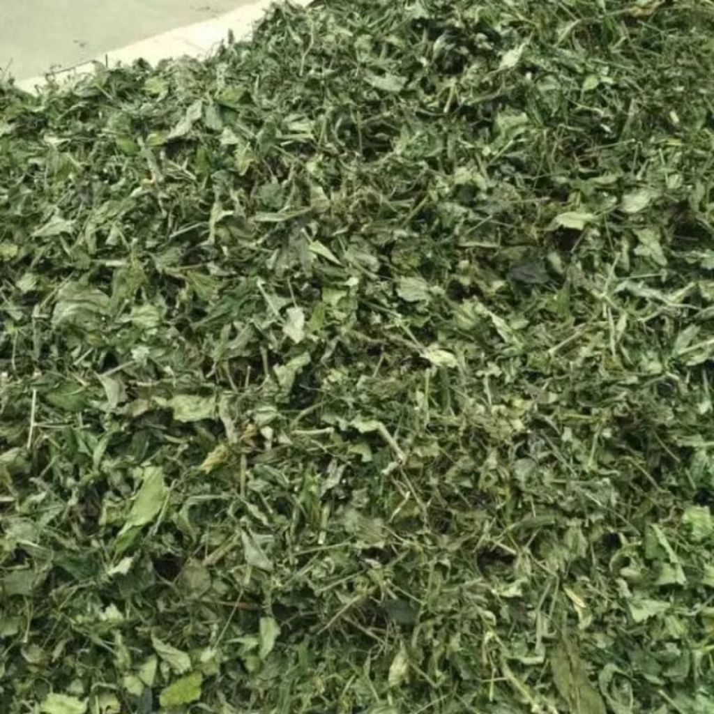 

daun sambiloto kering 1 kg khasiat multifungsi