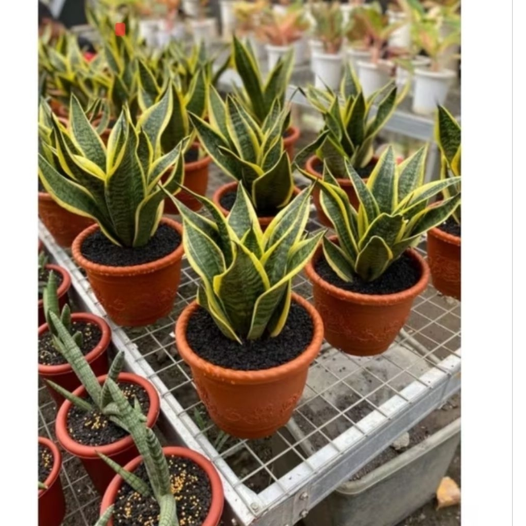 Tanaman Hias Sensivera Superba/Sensivera Mini