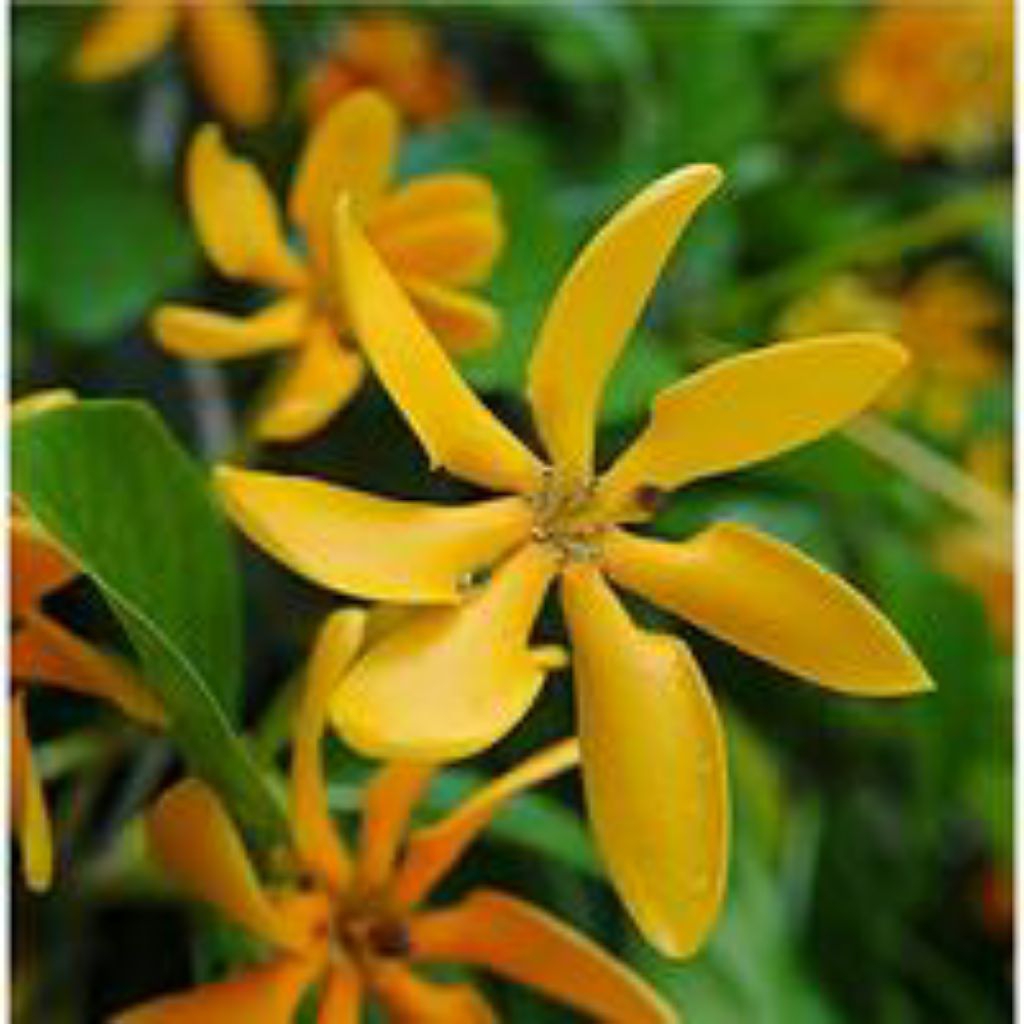 Tanaman hias kaca piring bunga kuning /  bunga melati kaca piring berbunga wangi