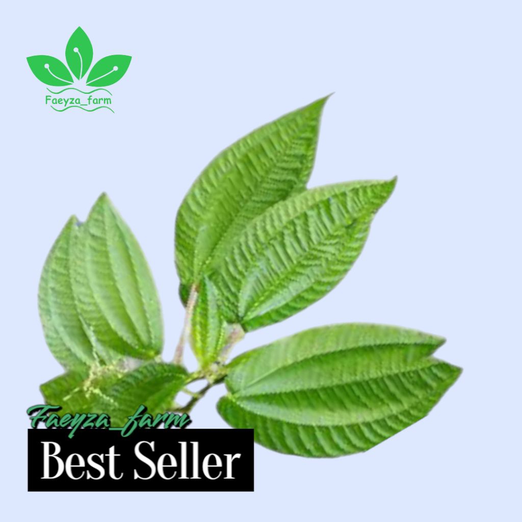 

Pohpohan lalapan segar / daun pohpohan