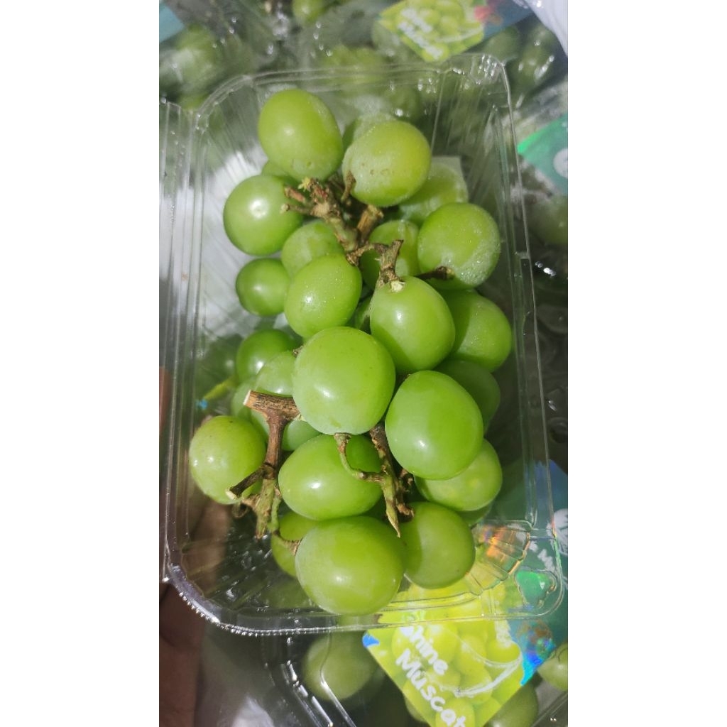 

Anggur Shine Muscat Manis Tanpa Biji 500Gram