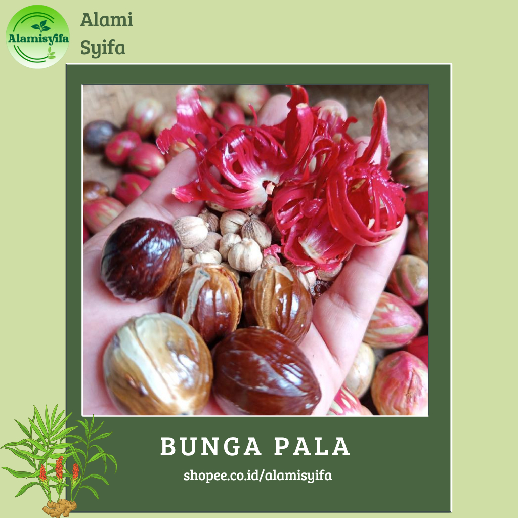 

Bunga Pala Kembang Pala Fuli Sempra Kering 500 gram Rempah Nusantara Premium Quality