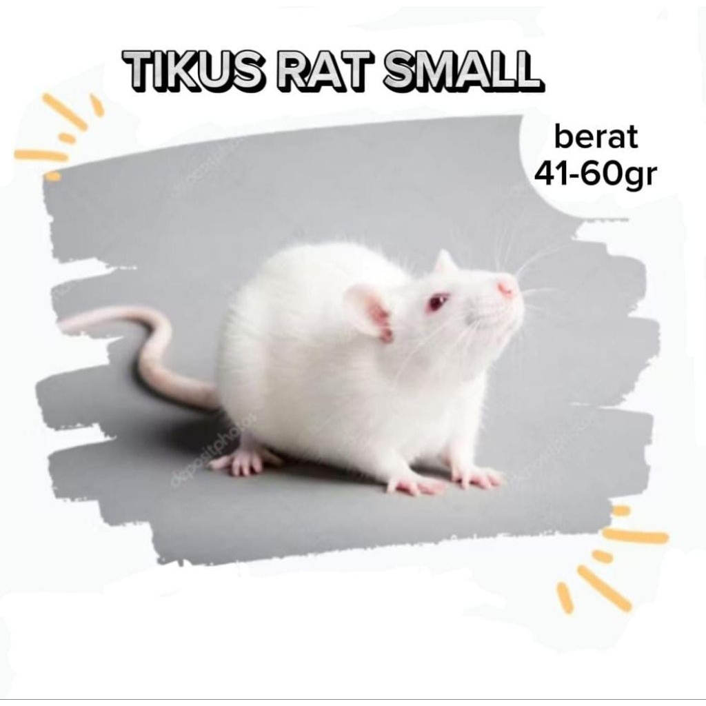 Tikus Putih Rat Uk.Small