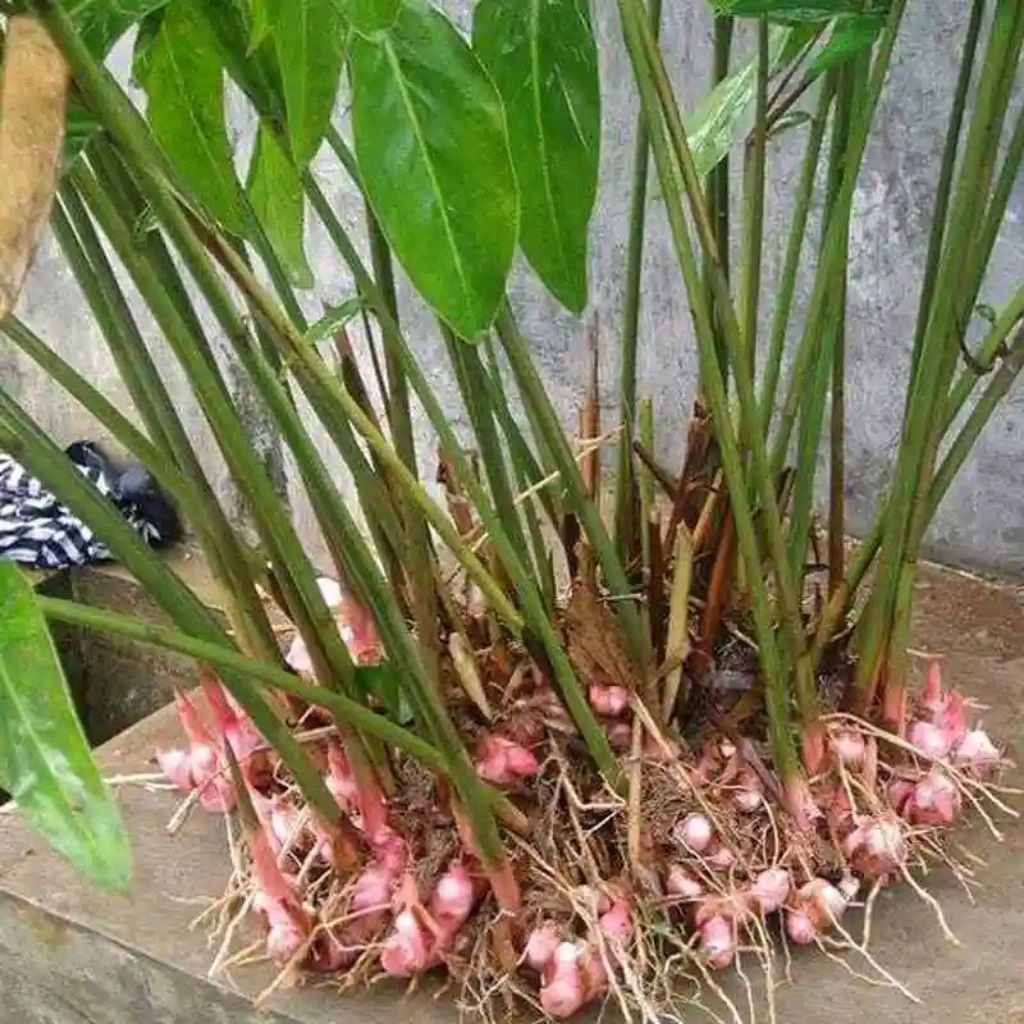 

lengkuas loas laja per kilo fresh super