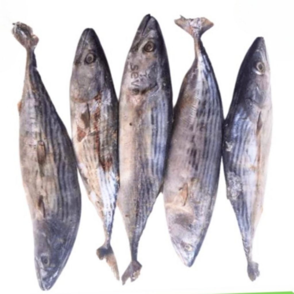 

Kode J. Ikan Tongkol Tenggiri Beku Frozen