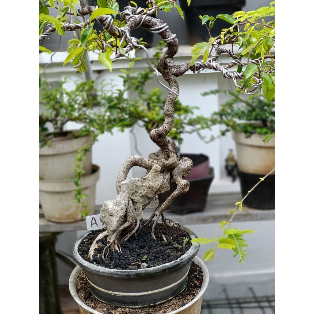 BONSAI FICUS BENJAMINA ON THE ROCK
