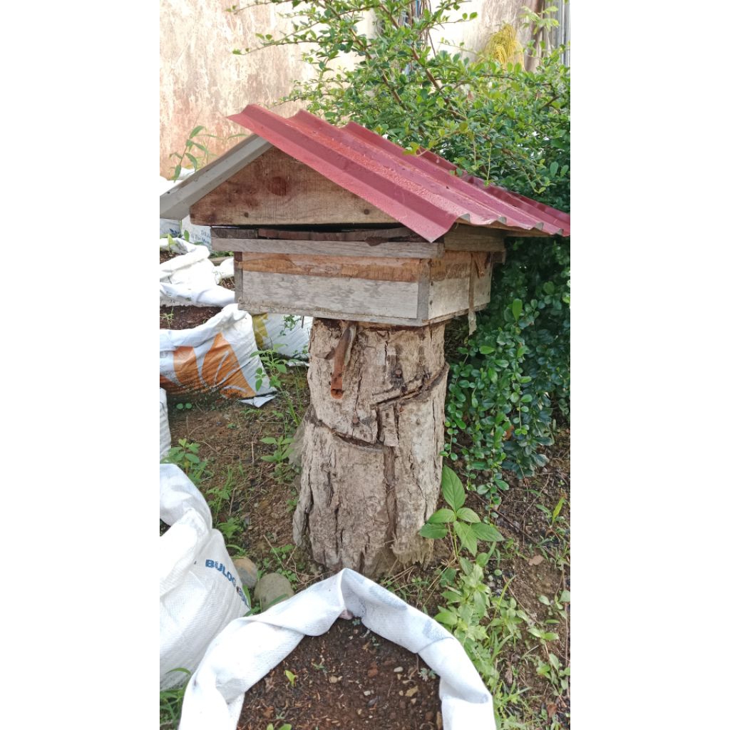 Koloni Lebah Trigona Itama