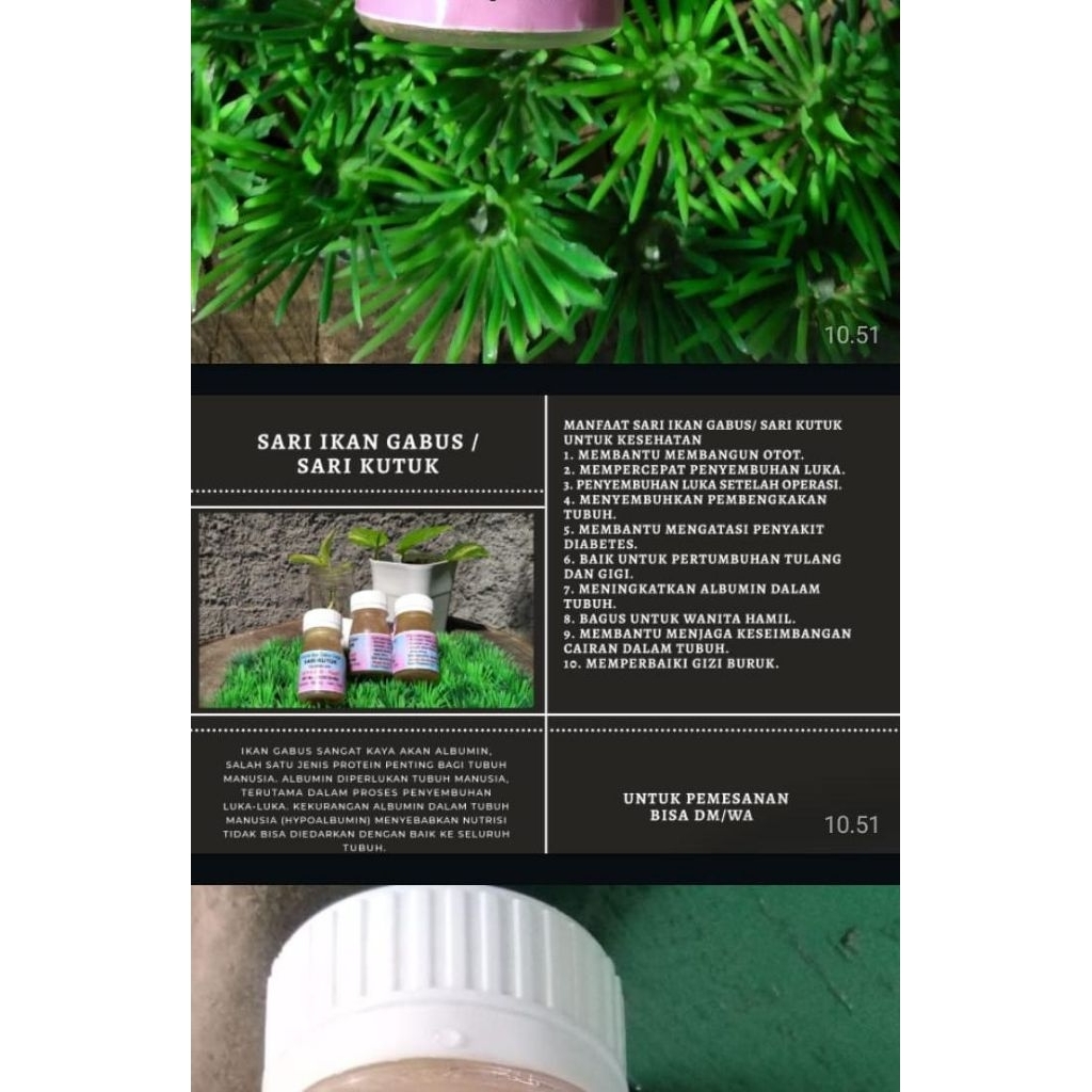 Sari ikan gabus/sari kutuk asli 100%