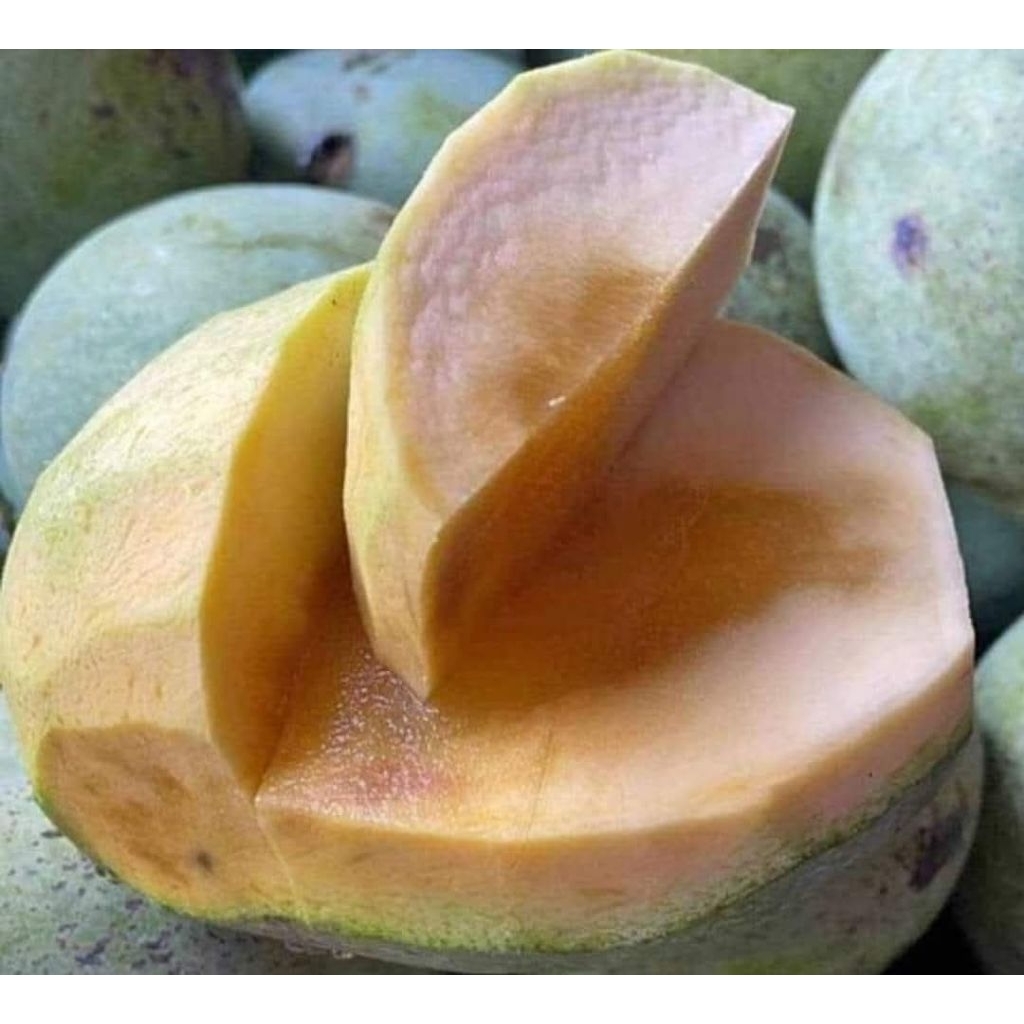 

MANGGA MANALAGI PREMIUM FULL TUA POHON, BUKAN PENCIT YA